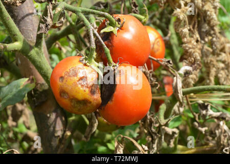 I pomodori si ammalano da late blight. Chiudere fino a Phytophthora infestans è un oomycete che fa sì che i pomodori grave malattia nota come patata blight. Foto Stock