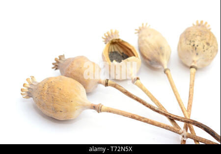 Chiudere fino a ried teste di papavero con pila di semi di papavero isolato su bianco Foto Stock