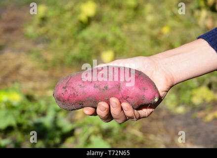 Patate dolci raccolto in il giardiniere mano. Foto Stock