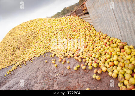 Gran mucchio di mele nel cortile per sidro rendendo nel Golden Valley, western Herefordshire, Inghilterra. Foto Stock