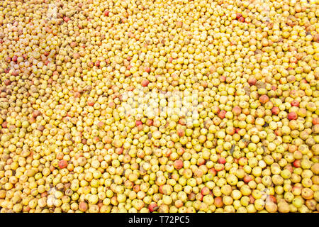 Gran mucchio di mele nel cortile per sidro rendendo nel Golden Valley, western Herefordshire, Inghilterra. Foto Stock