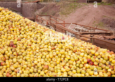 Gran mucchio di mele nel cortile per sidro rendendo nel Golden Valley, western Herefordshire, Inghilterra. Foto Stock