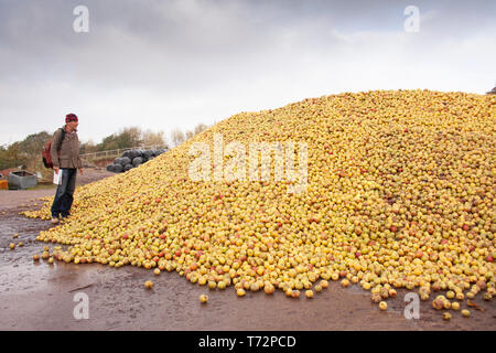 Gran mucchio di mele e uomo nel cortile - per sidro rendendo, nella Golden Valley, western Herefordshire, Inghilterra. Foto Stock