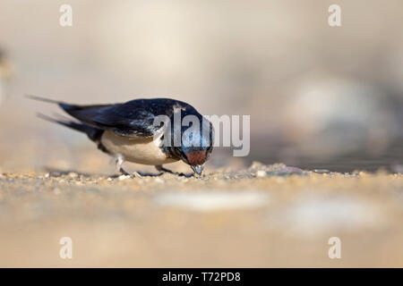 Barn Swallow (Hirundo rustica) Foto Stock