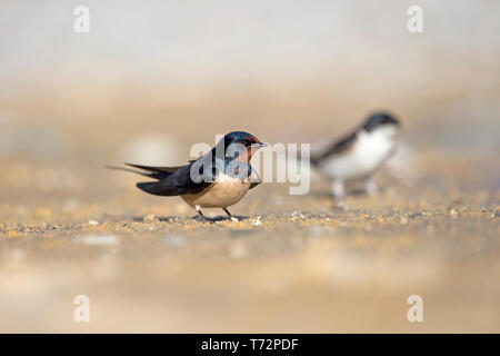 Barn Swallow (Hirundo rustica) Foto Stock