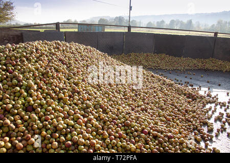 Gran mucchio di mele nel cortile per sidro rendendo nel Golden Valley, western Herefordshire, Inghilterra. Foto Stock