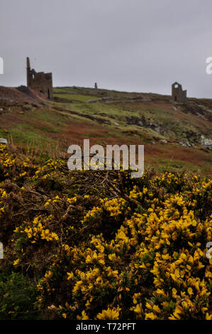 Vista la molla del Botallack miniere e scogliere nel West Cornwall, England, Regno Unito Foto Stock