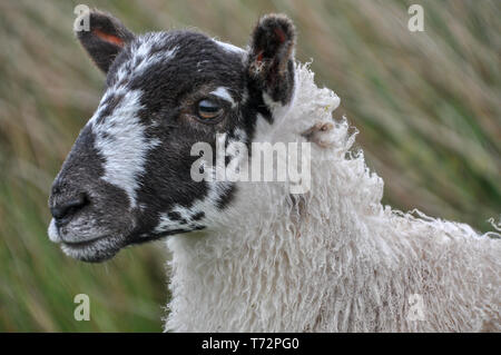 Ritratto di giovane Scottish Blackface pecore nella brughiera in Inghilterra del Nord, West Yorkshire, Inghilterra, Regno Unito Foto Stock