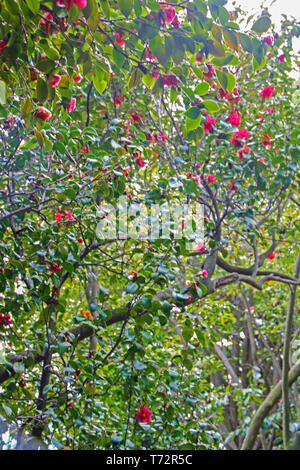 Camellia alberi in fiore nel giardino di Villa Durazzo Pallavicini di Pegli, Genova, Italia Foto Stock