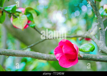 Camellia alberi in fiore nel giardino di Villa Durazzo Pallavicini di Pegli, Genova, Italia Foto Stock