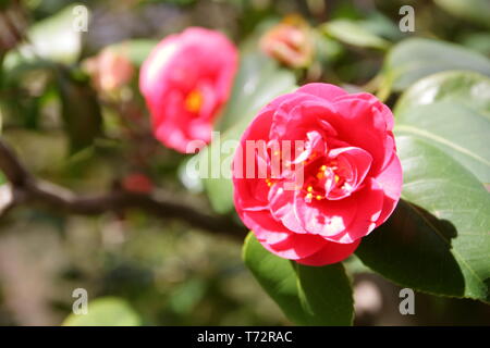 Camellia alberi in fiore nel giardino di Villa Durazzo Pallavicini di Pegli, Genova, Italia Foto Stock