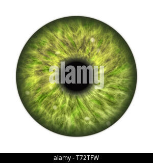 Verde scuro iris umana Foto Stock