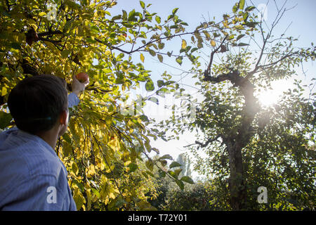 L'uomo strappa una mela da un albero. Un agricoltore è in fase di mietitura. Un ragazzo raccoglie frutti da un albero Foto Stock