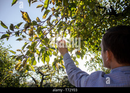 Un agricoltore è in fase di mietitura. Un ragazzo raccoglie frutti da un albero. Un uomo strappa una mela da un albero Foto Stock