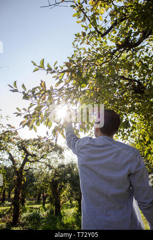 Un ragazzo raccoglie frutti da un albero. Un uomo strappa una mela da un albero. Un agricoltore è in fase di mietitura Foto Stock