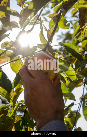 Un man mano le lacrime una mela da un albero. Un agricoltore è in fase di mietitura. Un ragazzo raccoglie frutti da un albero Foto Stock