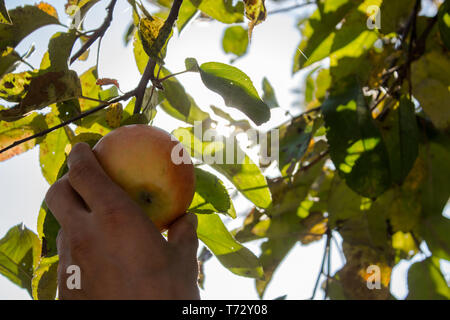 Un man mano le lacrime una mela da un albero. Un agricoltore è in fase di mietitura. Un ragazzo raccoglie frutti da un albero Foto Stock