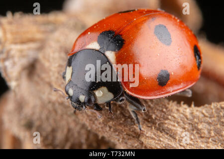 Tiny red ladybug con 4 punti sulla foglia marrone fotografia macro Foto Stock