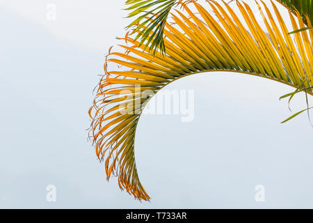 Colorato di Betel il dado albero di Palma foglie isolati su sfondo bianco Foto Stock