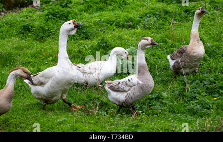 Oche nell'erba. Uccelli Domestici. Stormo di oche. Oche bianco. Foto Stock