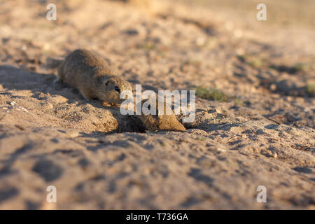 Due terreno europeo scoiattoli in piedi in campo. Spermophilus citellus wildlife scena dalla natura. Due sousliks europea sul prato. Foto Stock