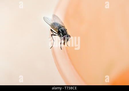 Una casa più piccola fly , un Muscidae, su un tubo di plastica in primo piano con molto morbida e luminosa sfondo in colore salmone.Le ali e gli occhi del viso sono Foto Stock