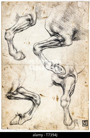 Leonardo da Vinci, studi del cavallo è la gamba, gesso di disegno anatomico, c. 1485 Foto Stock