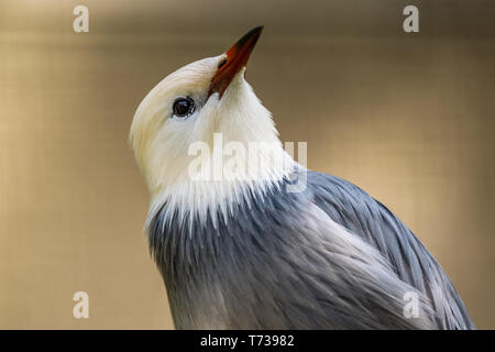 Ritratto di un rosso fatturati starling. Foto Stock