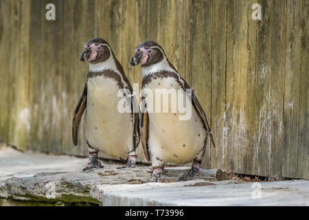 Ritratto di un pinguino di Humboldt Foto Stock