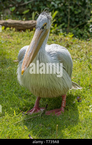 Ritratto di un rosa backed pelican Foto Stock