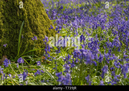 Bluebells flowering in prossimità di un muschio coperto tree. Basso livello shot. Foto Stock