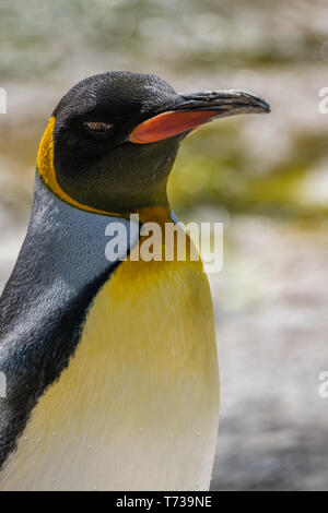 Ritratto di un pinguino reale Foto Stock