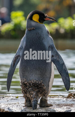 Ritratto di un pinguino reale Foto Stock