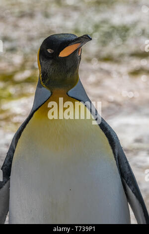 Ritratto di un pinguino reale Foto Stock