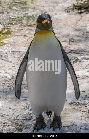 Ritratto di un pinguino reale Foto Stock