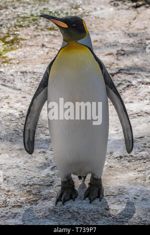 Ritratto di un pinguino reale Foto Stock