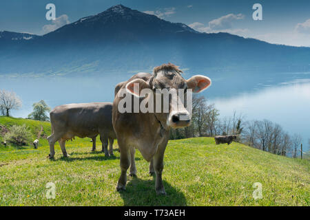 Le mucche al pascolo su un prato con la fioritura dei ciliegi e il Lago di Zugo e Rigi picco di montagna in background Foto Stock