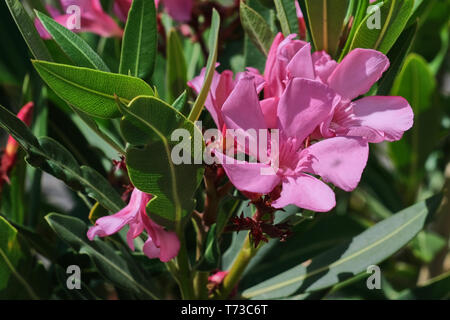 Close up foto a colori di rosa fiori di oleandri in una giornata di sole Foto Stock