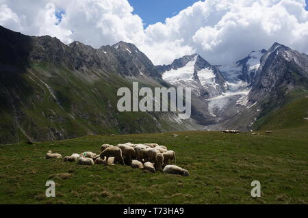 Le pecore pascolano l'erba su un verde prato di montagna. Foto Stock