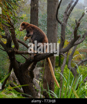 Matschie's Tree Kangaroo noto anche come Huon tree-canguro. Nativo di Huon Penisola del nord-est Nuova Guinea isola, all'interno della nazione di Pa Foto Stock