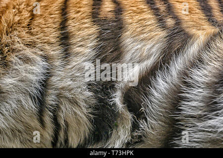 Close up di tiger fur, sfondo Foto Stock