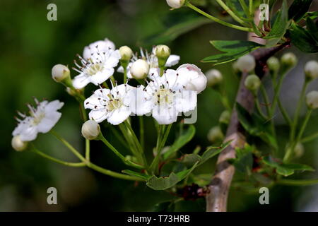 Biancospino; Crataegus, biancospino, quickthorn, thornapple, maggio-tree, whitethorn, hawberry, genere rosacee, nativo di emisfero nord in Europa Foto Stock