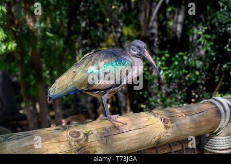 Hadada ibus o hadeda ibis (Bostrychia hagedash), uccello con lunghe bill seduto su una recinzione di registro Foto Stock