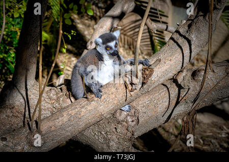 Lemuri endemiche dell'isola di Madagascar. Nota localmente in un malgascio come maky (makʲ). Foto Stock