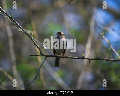 White throated sparrow appollaiato su un ramo Foto Stock