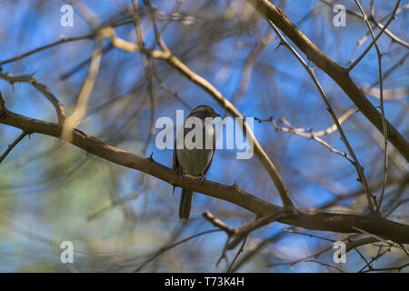 White throated sparrow appollaiato su un ramo Foto Stock