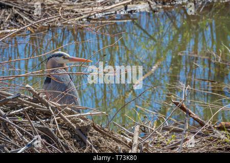 Great Blue Heron (Ardea herodias) in piedi sul vecchio albergo americano Beaver a East Plum Creek, Castle Rock Colorado USA. Foto scattata a maggio. Foto Stock