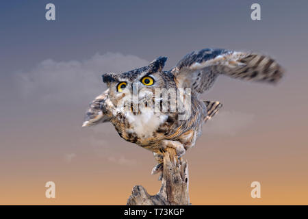 Chiusura del grande gufo cornuto (Bubo virginianus) con ali stese, pronto a prendere il volo Foto Stock