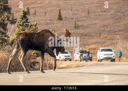 Una bull moose (Alces alces) attraversa il parco strada in autunno nel Parco Nazionale e Riserva di Denali come turisti guardare in background, Interior Alaska Foto Stock