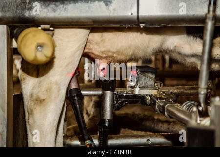 Close-up di vacca Holstein capezzoli e tazze di mungitura mediante laser per la mungitura automatizzata attrezzature su un manipolatore robotico Dairy Farm, a nord di Edmonton Foto Stock